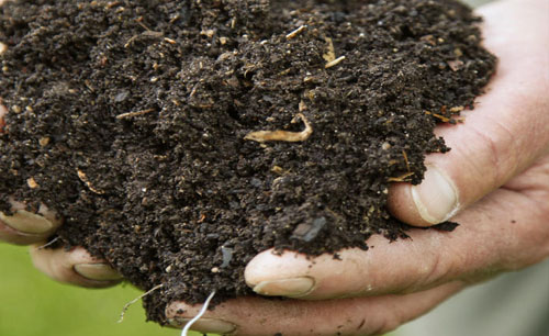 Der Kompost wird als das „Gold des Gärtners“ bezeichnet und spart teuren